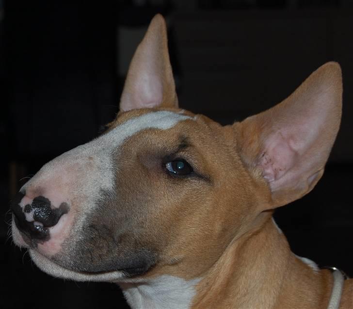 Bullterrier Honey 31.01.2010 - 21.07.2017 billede 7