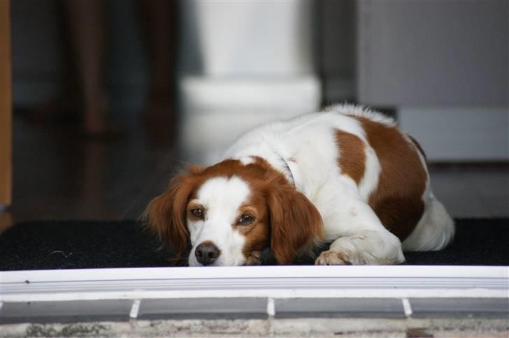 Breton Nicky billede 2