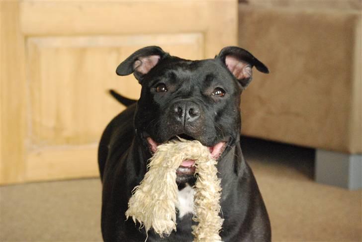 Amerikansk staffordshire terrier Tøsen Prinsesse( R.I.P ) billede 12