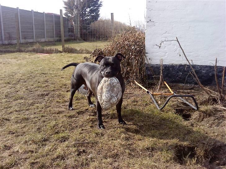 Amerikansk staffordshire terrier Tøsen Prinsesse( R.I.P ) billede 13