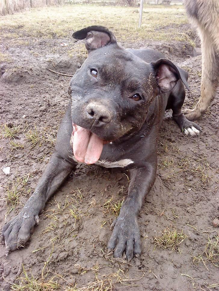 Amerikansk staffordshire terrier Tøsen Prinsesse( R.I.P ) billede 2