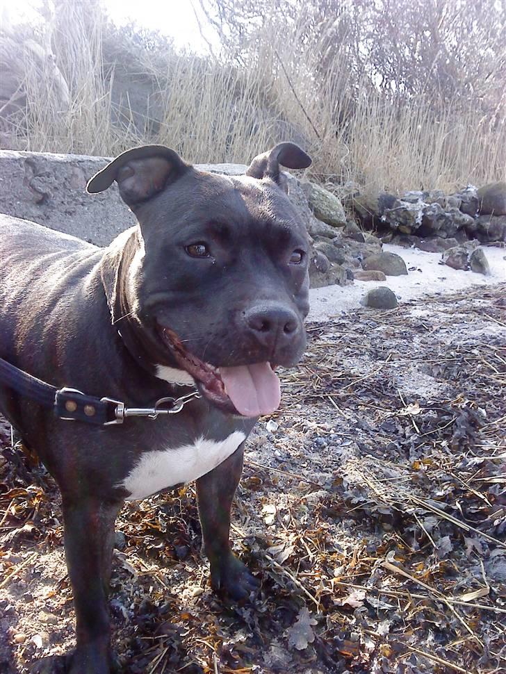 Amerikansk staffordshire terrier Tøsen Prinsesse( R.I.P ) billede 14