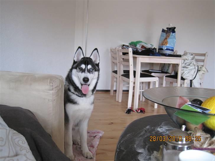 Siberian husky Kato billede 9