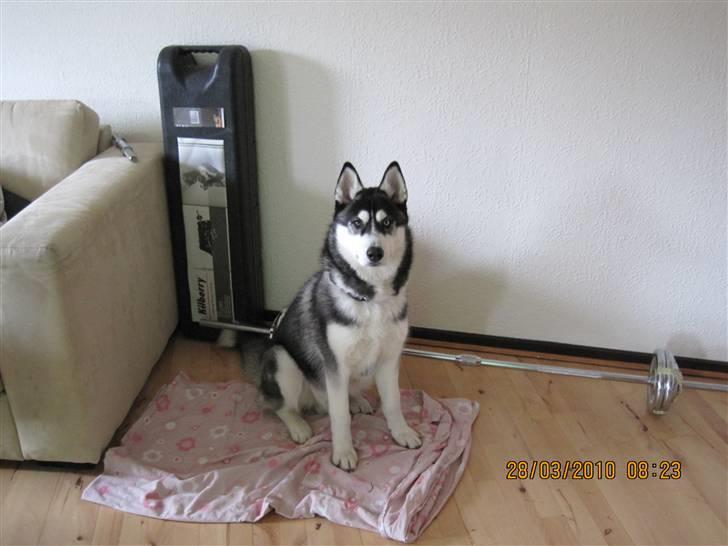 Siberian husky Kato billede 10