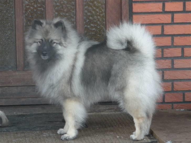 Keeshond Kees my Lovely Marissa - Ser jeg ikke godt ud billede 9