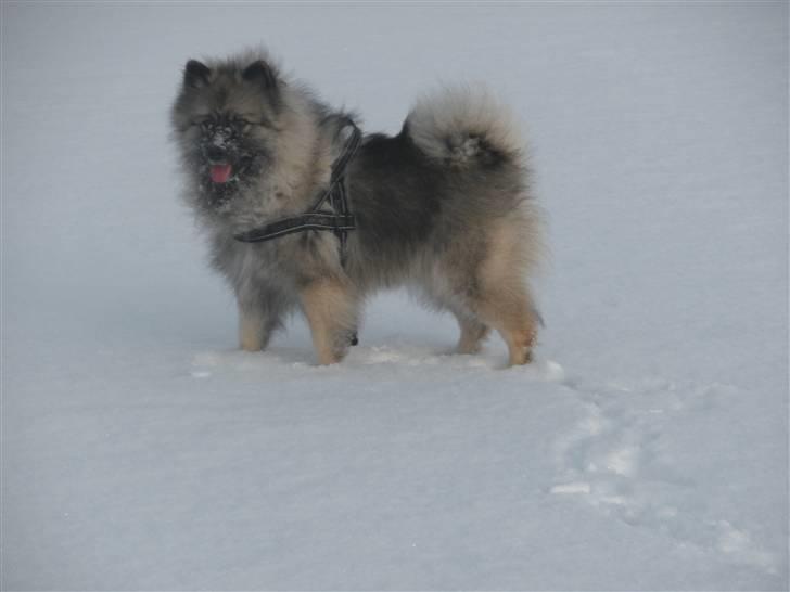 Keeshond Kees my Lovely Marissa - Jeg elsker sne   billede 10