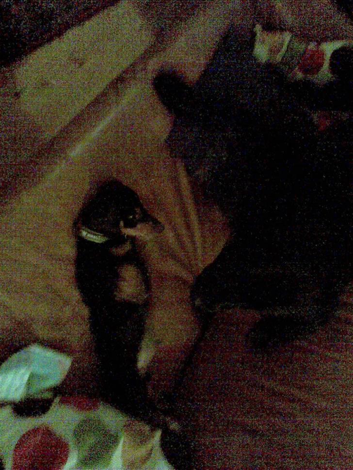 Blanding af racer Baloo (Død) - Baloo er baby sitter for cæcar billede 7