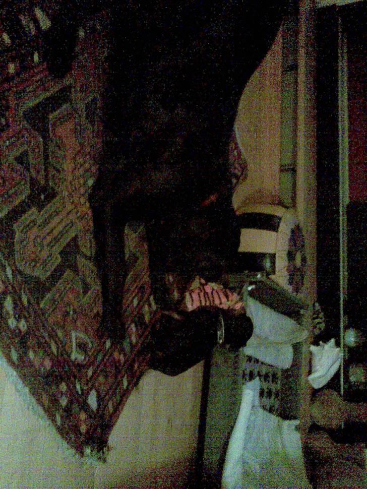 Blanding af racer Baloo (Død) billede 8