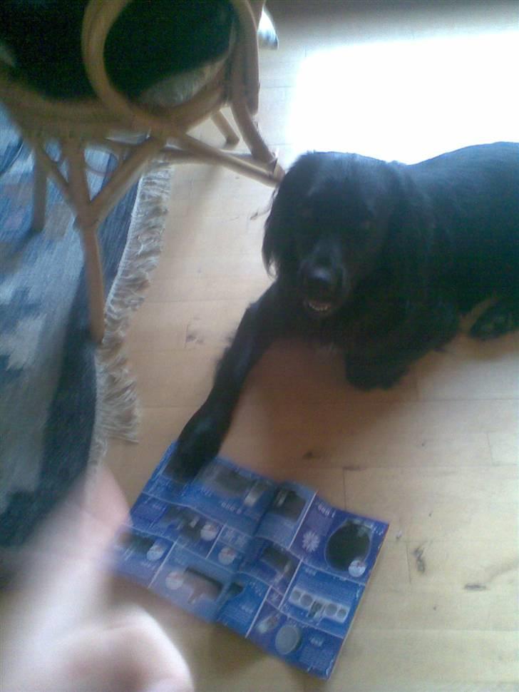 Blanding af racer Baloo (Død) - Se!... der er tilbud! billede 9