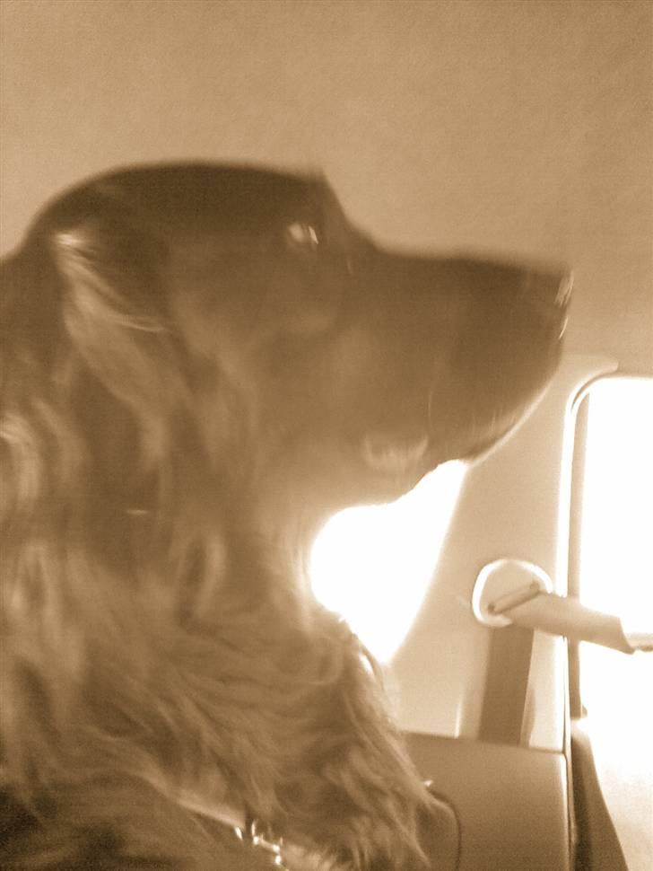 Blanding af racer Baloo (Død) billede 10