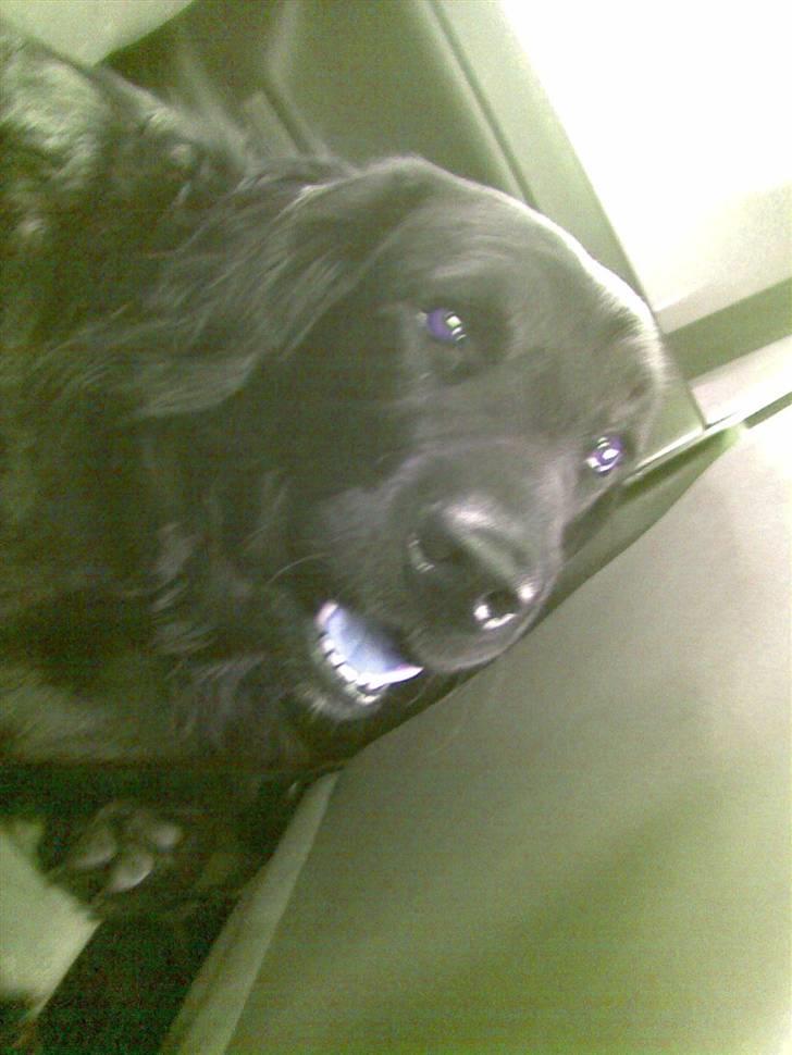 Blanding af racer Baloo (Død) billede 11