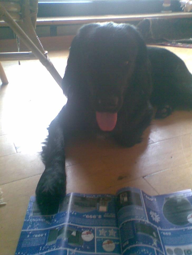 Blanding af racer Baloo (Død) - Se!... lige der er der tilbud! billede 12