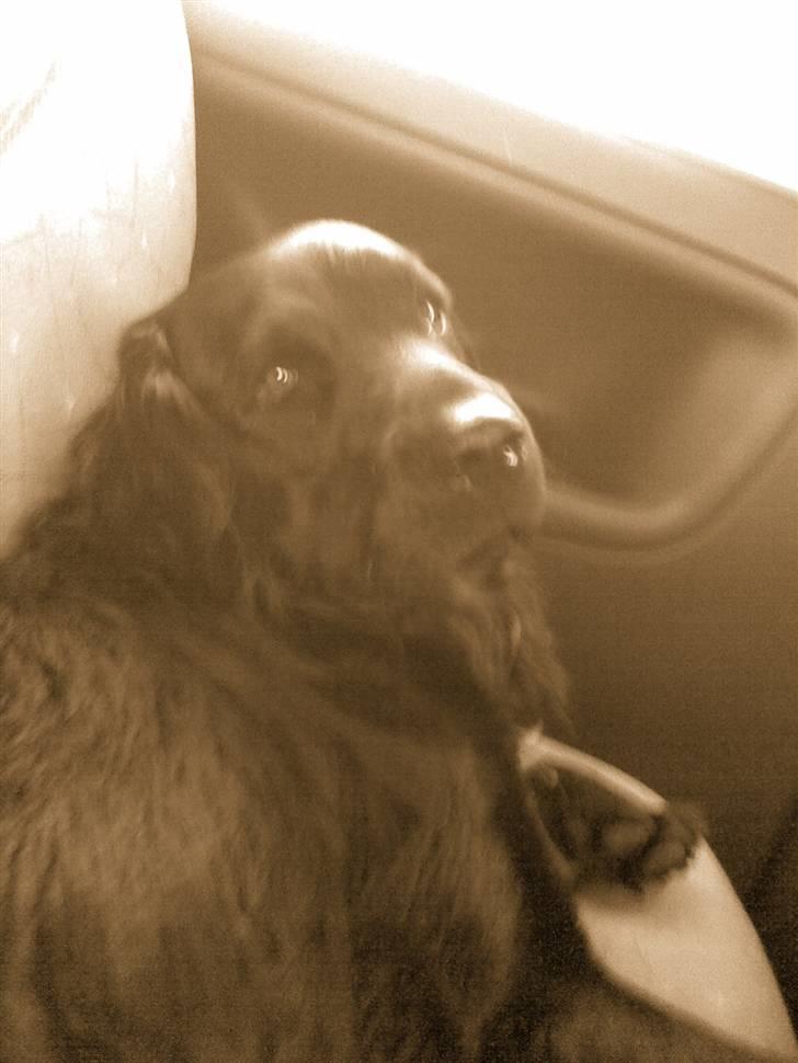 Blanding af racer Baloo (Død) - Nu skal vi endelig hjem!... billede 13