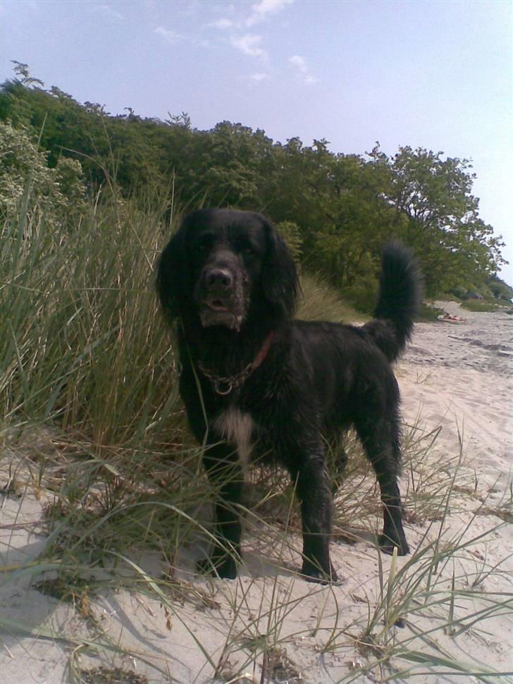 Blanding af racer Baloo (Død) - Hvad?... har jeg sand på mig hvor??.. billede 14