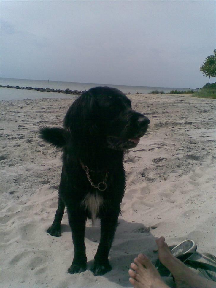 Blanding af racer Baloo (Død) billede 15