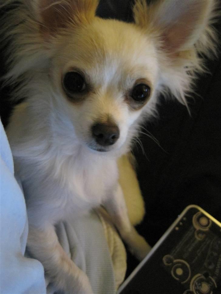 Chihuahua Charlie billede 3