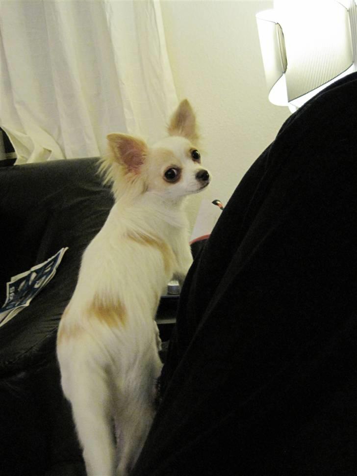 Chihuahua Charlie - Ja det er træls når man bliver opdaget i at snuse til sterinlysene  billede 4