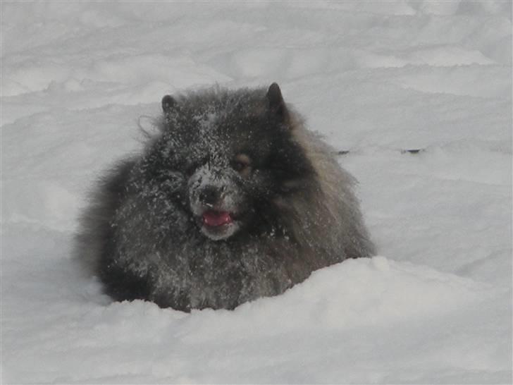 Keeshond Charlie - Mor kalder mig den bedste sne plov  billede 10