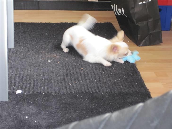 Chihuahua Charlie billede 5