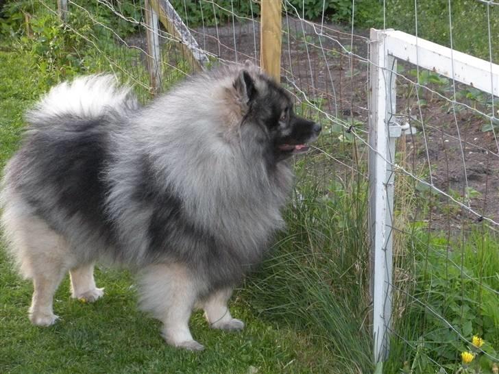 Keeshond Charlie - Er jeg ikke flot billede 11