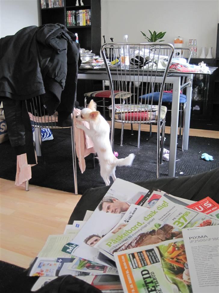 Chihuahua Charlie - Hvad er der mon her oppe ?  billede 6