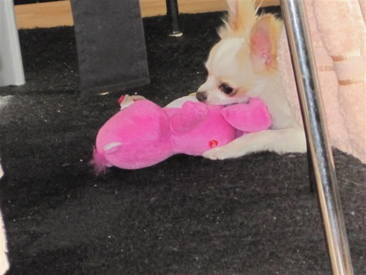 Chihuahua Charlie - Hvis jeg nu gemmer mig her, så tager de ikke mit legetøj, når jeg lige har fundet det :)  billede 7