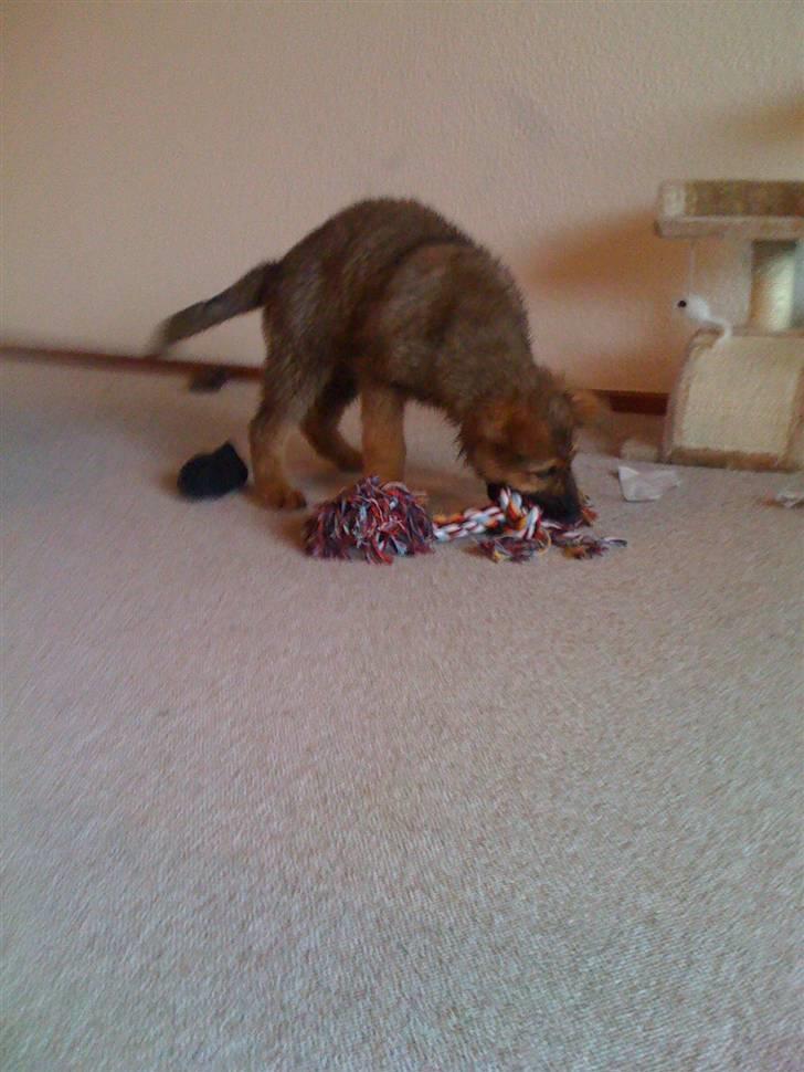 Blanding af racer REX ( SOLGT ) billede 1