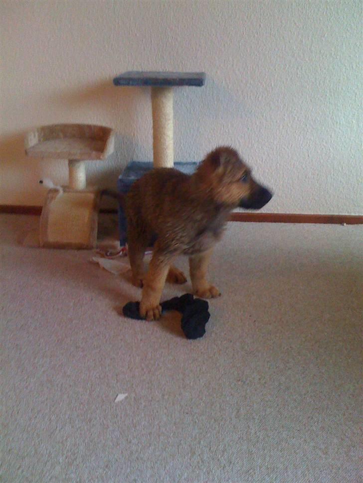 Blanding af racer REX ( SOLGT ) billede 2