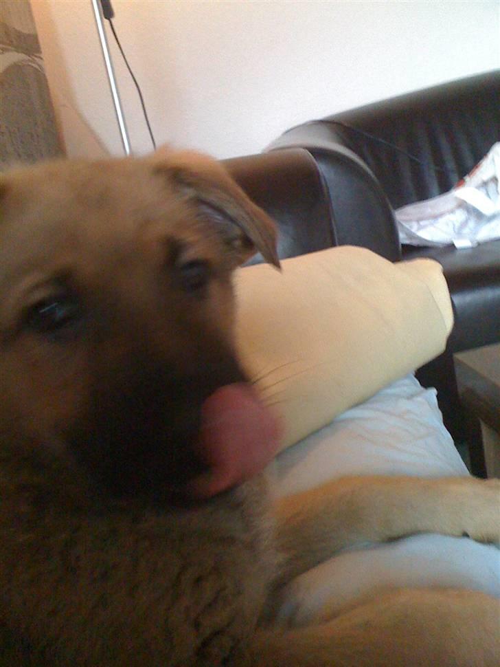 Blanding af racer REX ( SOLGT ) billede 3