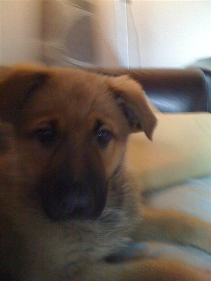 Blanding af racer REX ( SOLGT ) billede 4