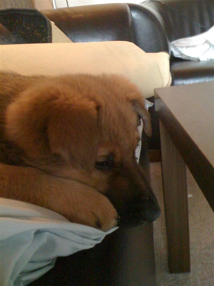 Blanding af racer REX ( SOLGT ) billede 5