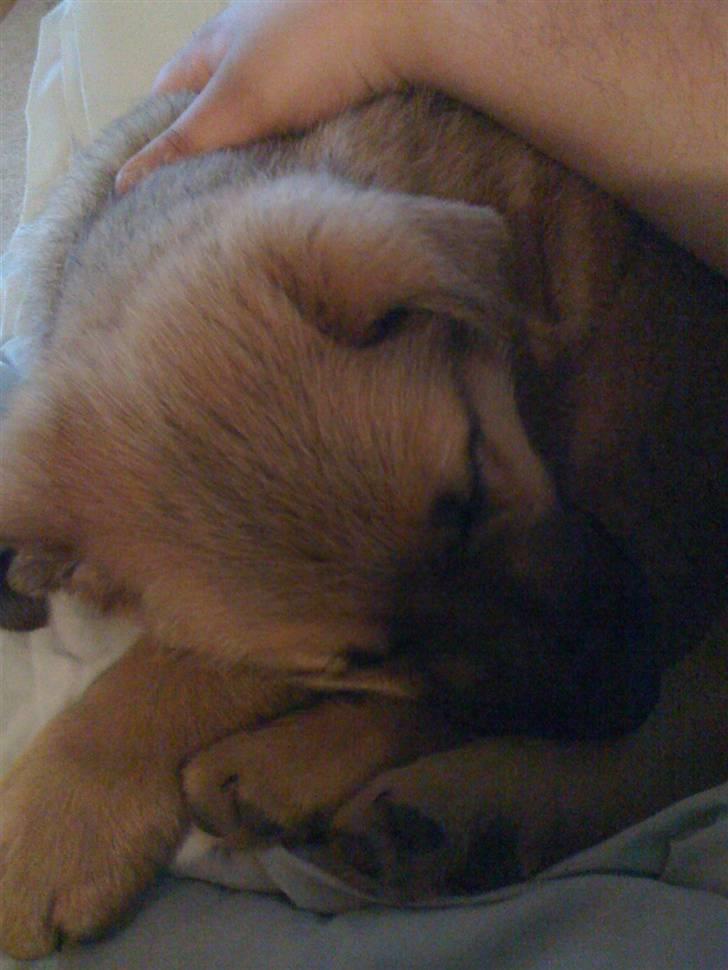 Blanding af racer REX ( SOLGT ) billede 6