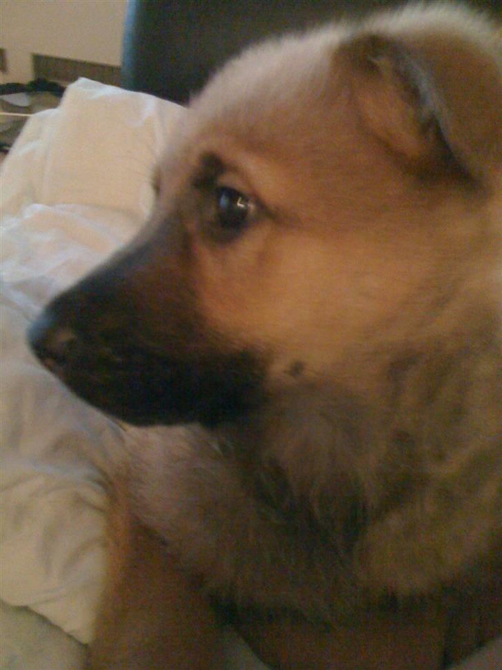 Blanding af racer REX ( SOLGT ) billede 7