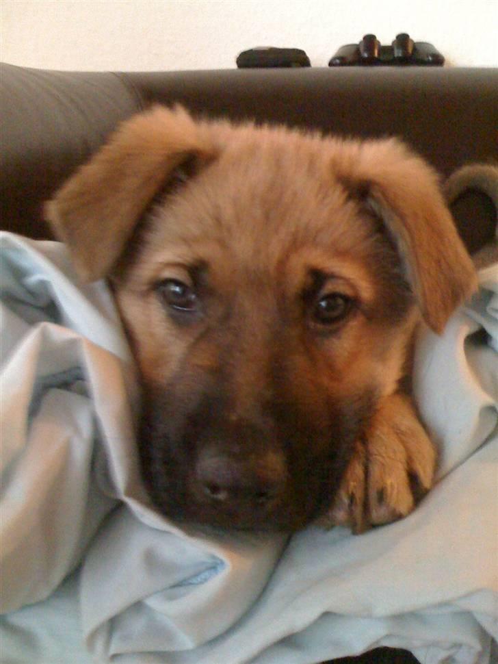 Blanding af racer REX ( SOLGT ) billede 8