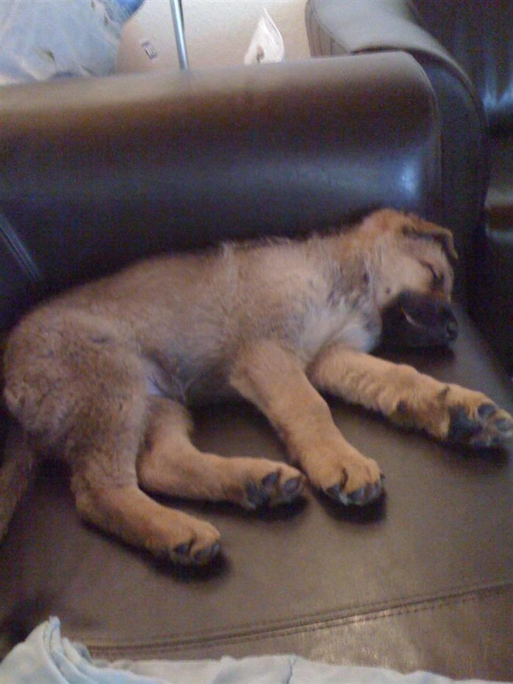 Blanding af racer REX ( SOLGT ) billede 9