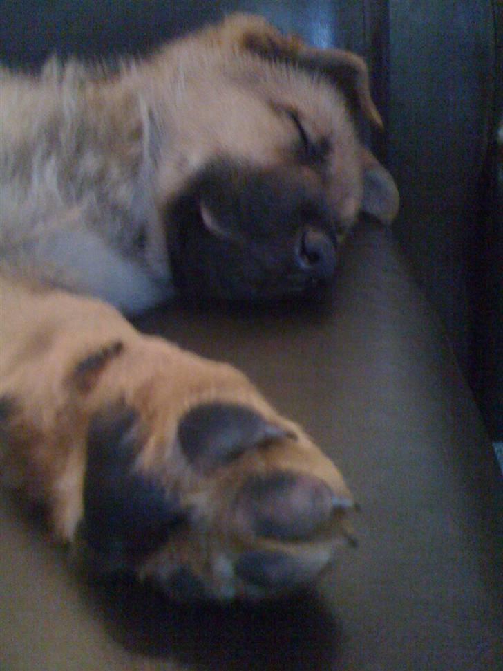 Blanding af racer REX ( SOLGT ) billede 10