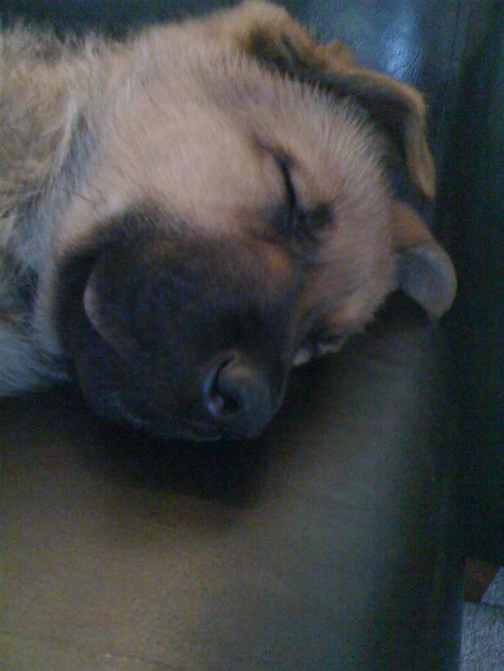 Blanding af racer REX ( SOLGT ) billede 11