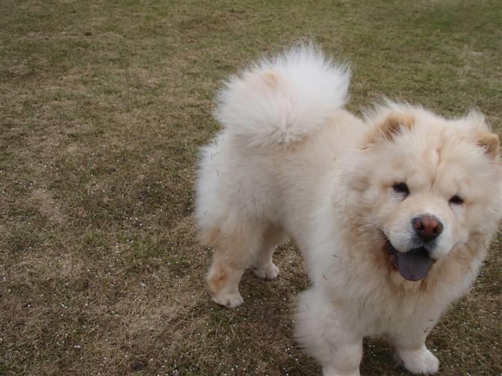 Chow chow Zuma billede 15