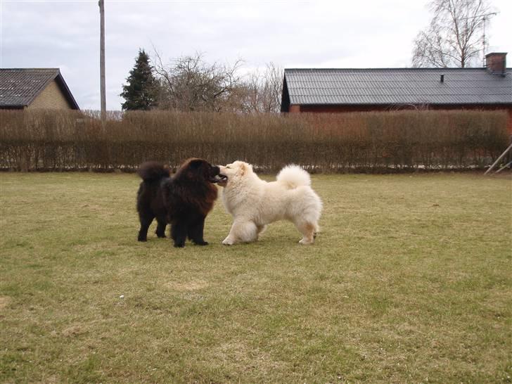 Chow chow Zuma billede 16