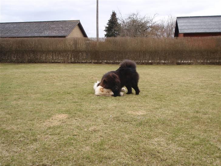 Chow chow Zuma billede 17