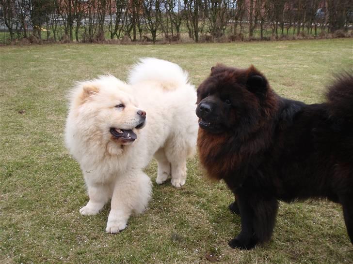 Chow chow Zuma billede 18