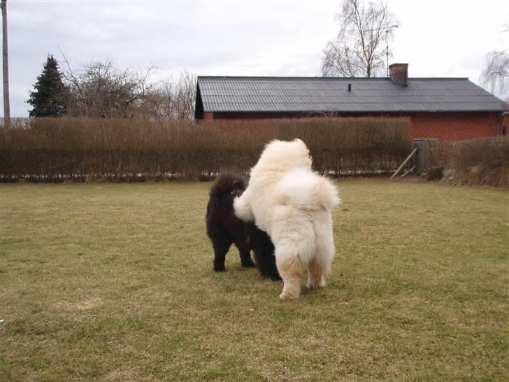 Chow chow Zuma billede 19