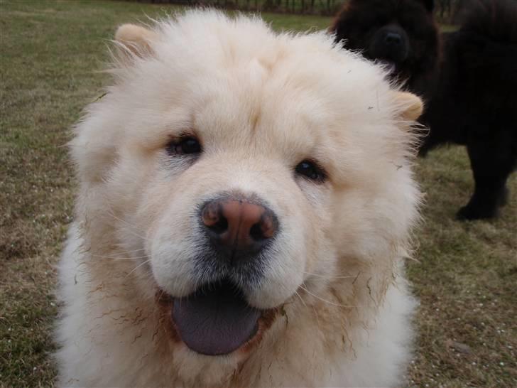 Chow chow Zuma billede 20