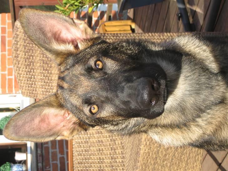 Schæferhund Kenai billede 3