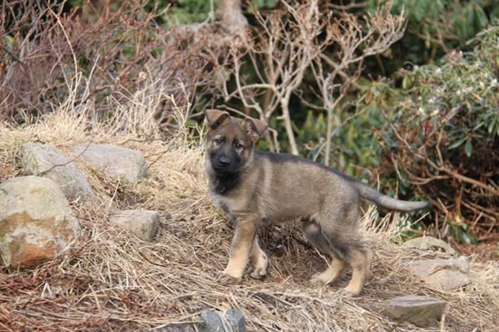 Schæferhund Kenai - Igen (; billede 5