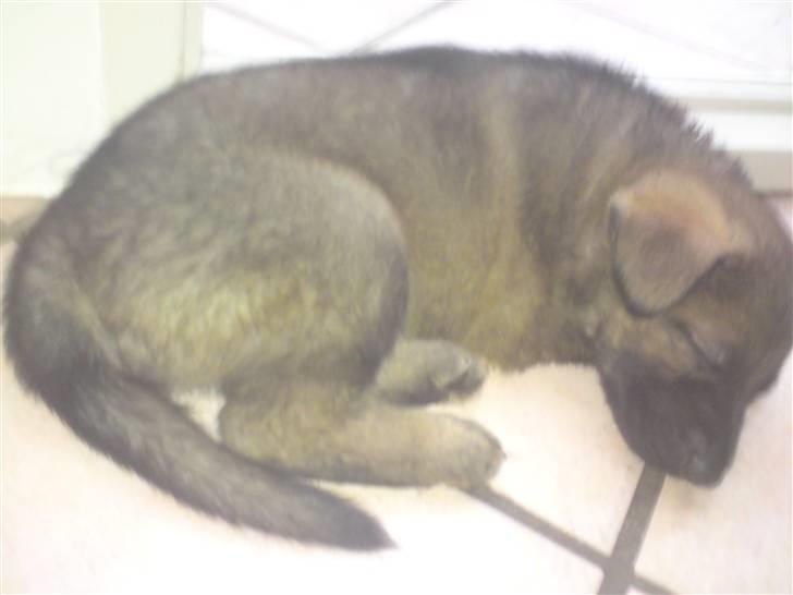 Schæferhund Kenai - Baby Kenai tager en af sine mange lure (; billede 6