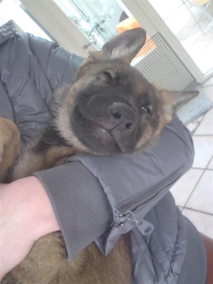 Schæferhund Kenai - Da vi har oppe og hente ham (; billede 7