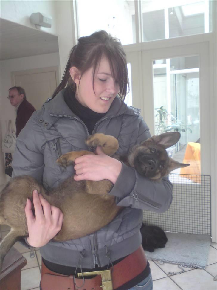 Schæferhund Kenai - Da vi var oppe og hente ham (; billede 8