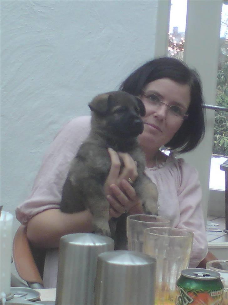 Schæferhund Kenai - Baby Kenai (; billede 9