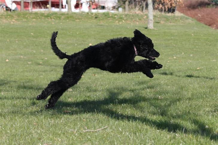 Storpuddel Kiwi - April 2010 billede 3